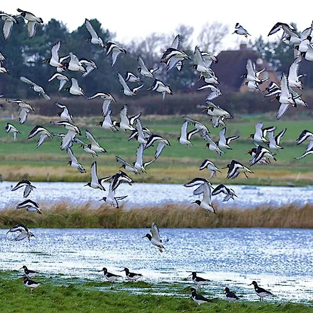 In Auf Foehr Διαμέρισμα
