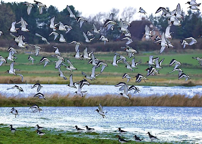 In Auf Foehr Appartamento